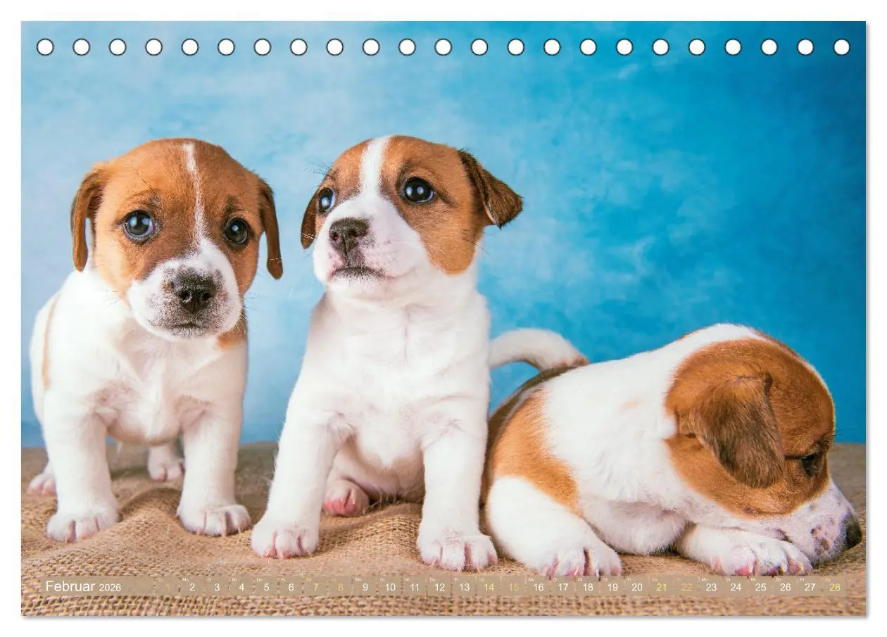 Bild: 9783516597738 | Jack Russell Terrier: flink und verspielt (Tischkalender 2026 DIN...
