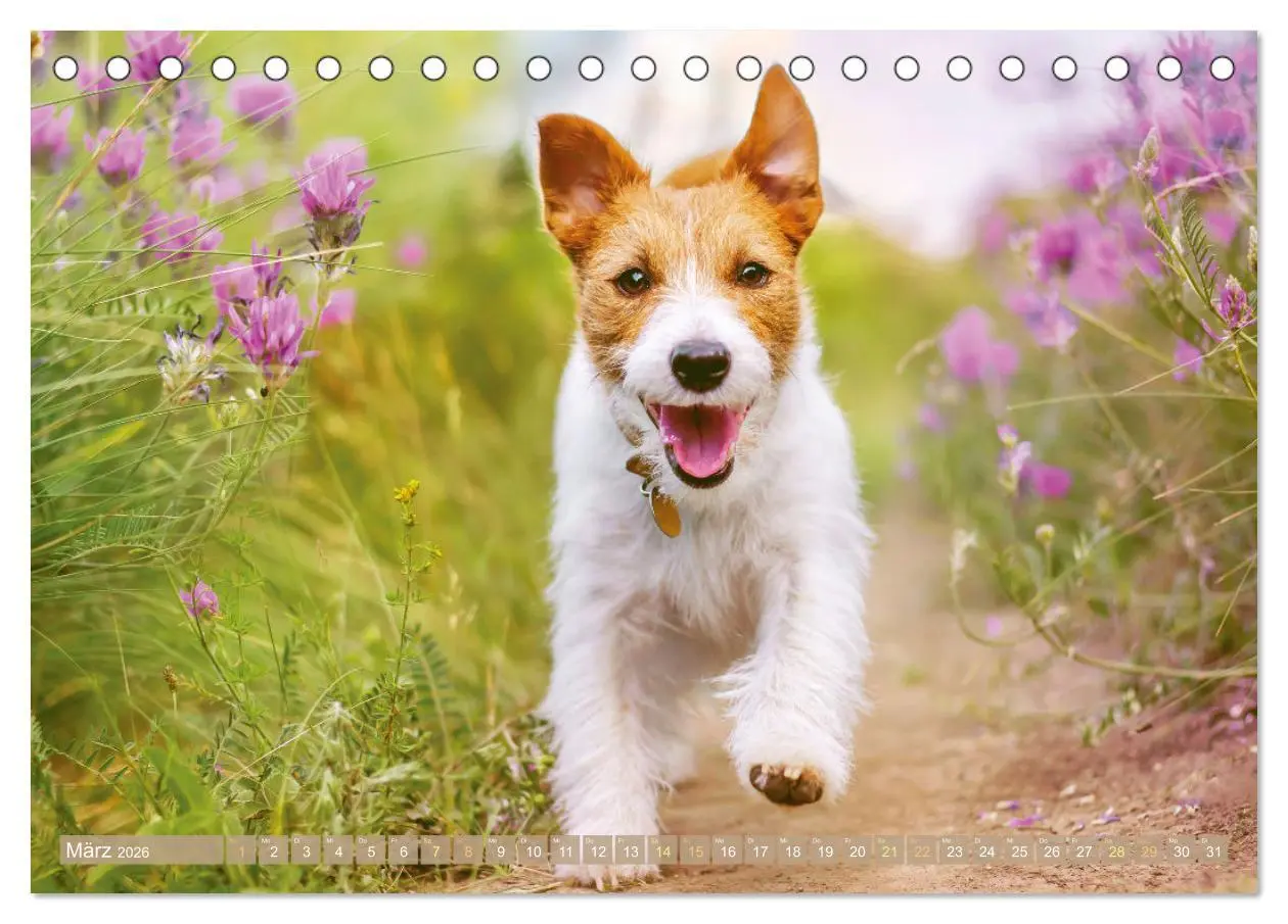 Bild: 9783516597738 | Jack Russell Terrier: flink und verspielt (Tischkalender 2026 DIN...