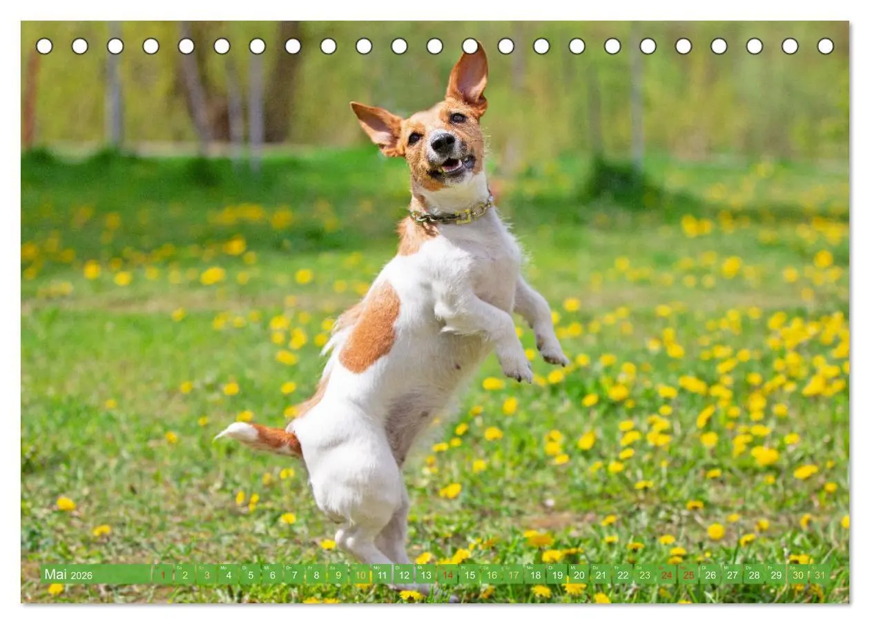 Bild: 9783516597738 | Jack Russell Terrier: flink und verspielt (Tischkalender 2026 DIN...