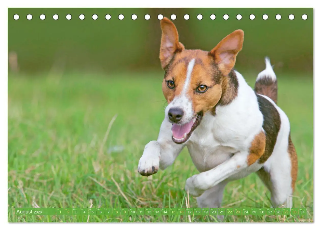 Bild: 9783516597738 | Jack Russell Terrier: flink und verspielt (Tischkalender 2026 DIN...