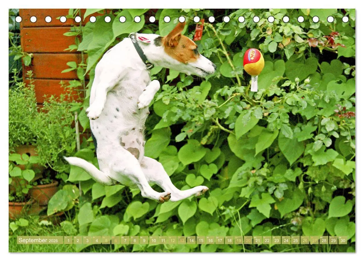 Bild: 9783516597738 | Jack Russell Terrier: flink und verspielt (Tischkalender 2026 DIN...