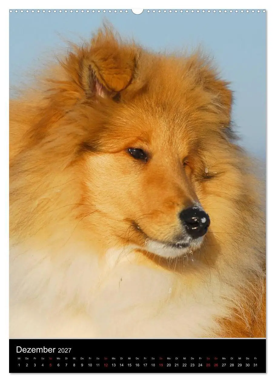 Bild: 9783594187838 | Collie 2027 (Wandkalender 2027 DIN A2 hoch), CALVENDO Monatskalender