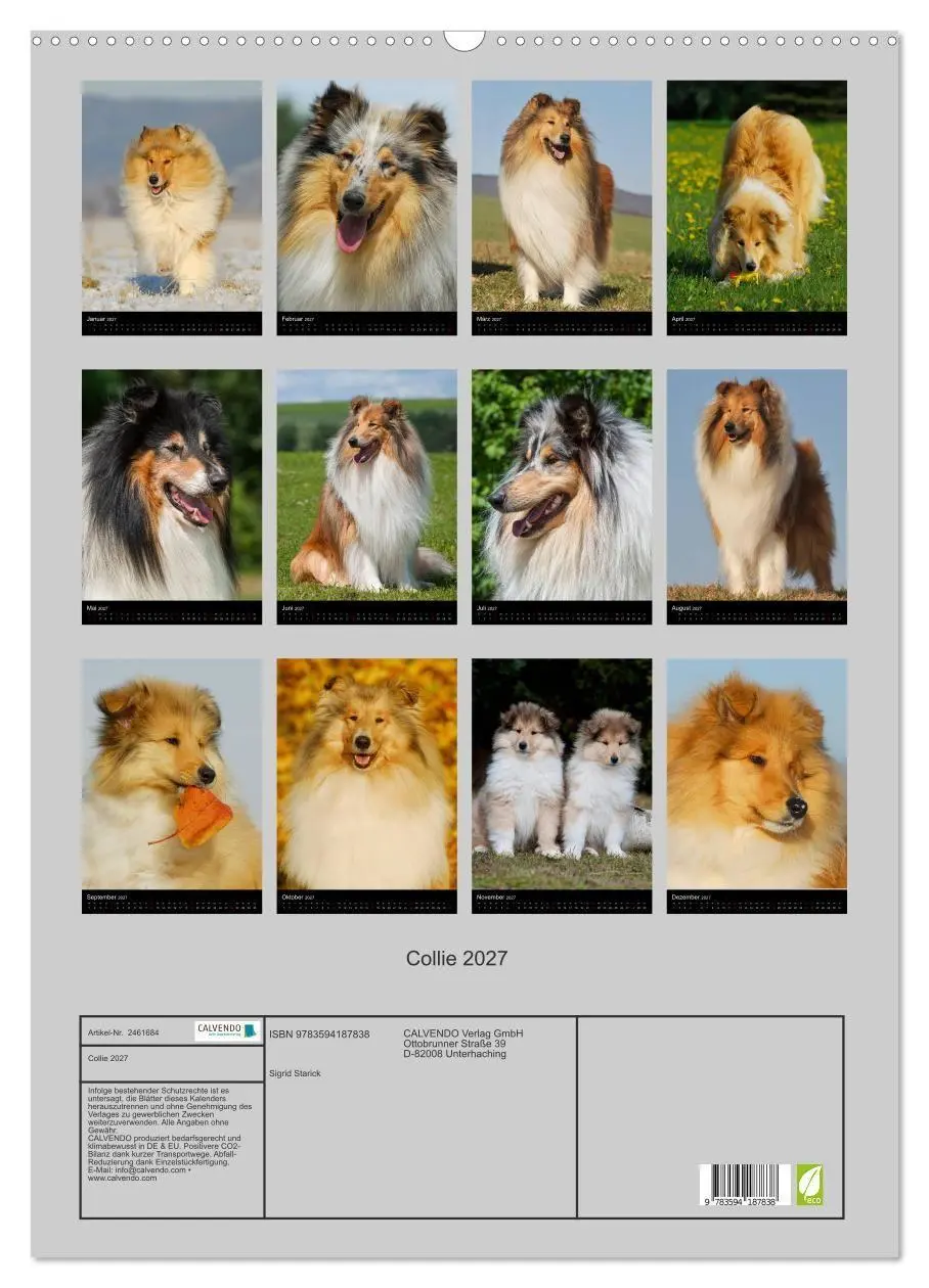Bild: 9783594187838 | Collie 2027 (Wandkalender 2027 DIN A2 hoch), CALVENDO Monatskalender