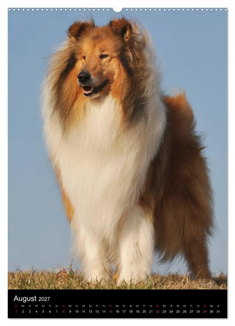 Bild: 9783594187838 | Collie 2027 (Wandkalender 2027 DIN A2 hoch), CALVENDO Monatskalender