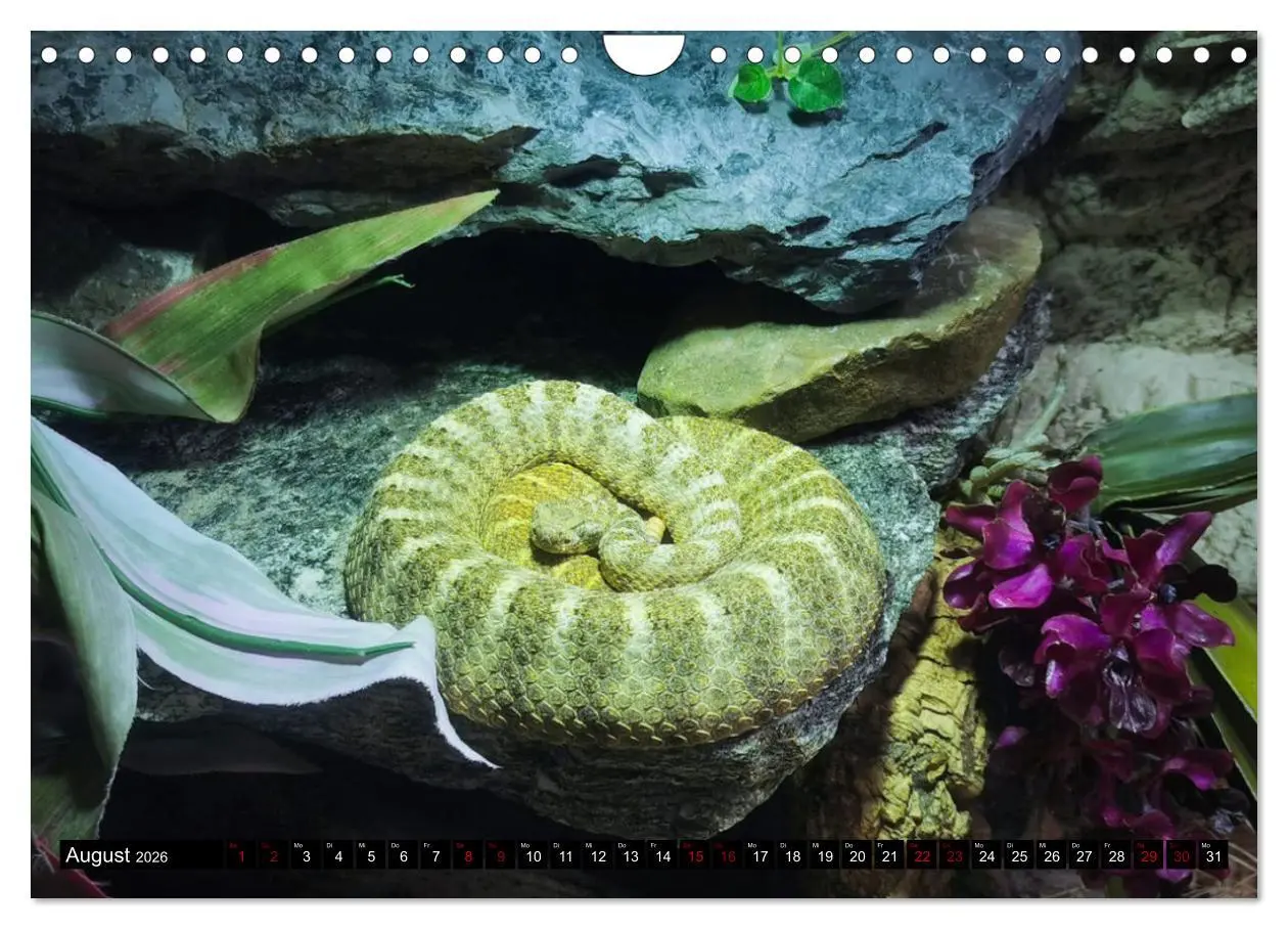 Bild: 9783457317938 | Faszination Giftschlangen (Wandkalender 2026 DIN A4 quer), CALVENDO...