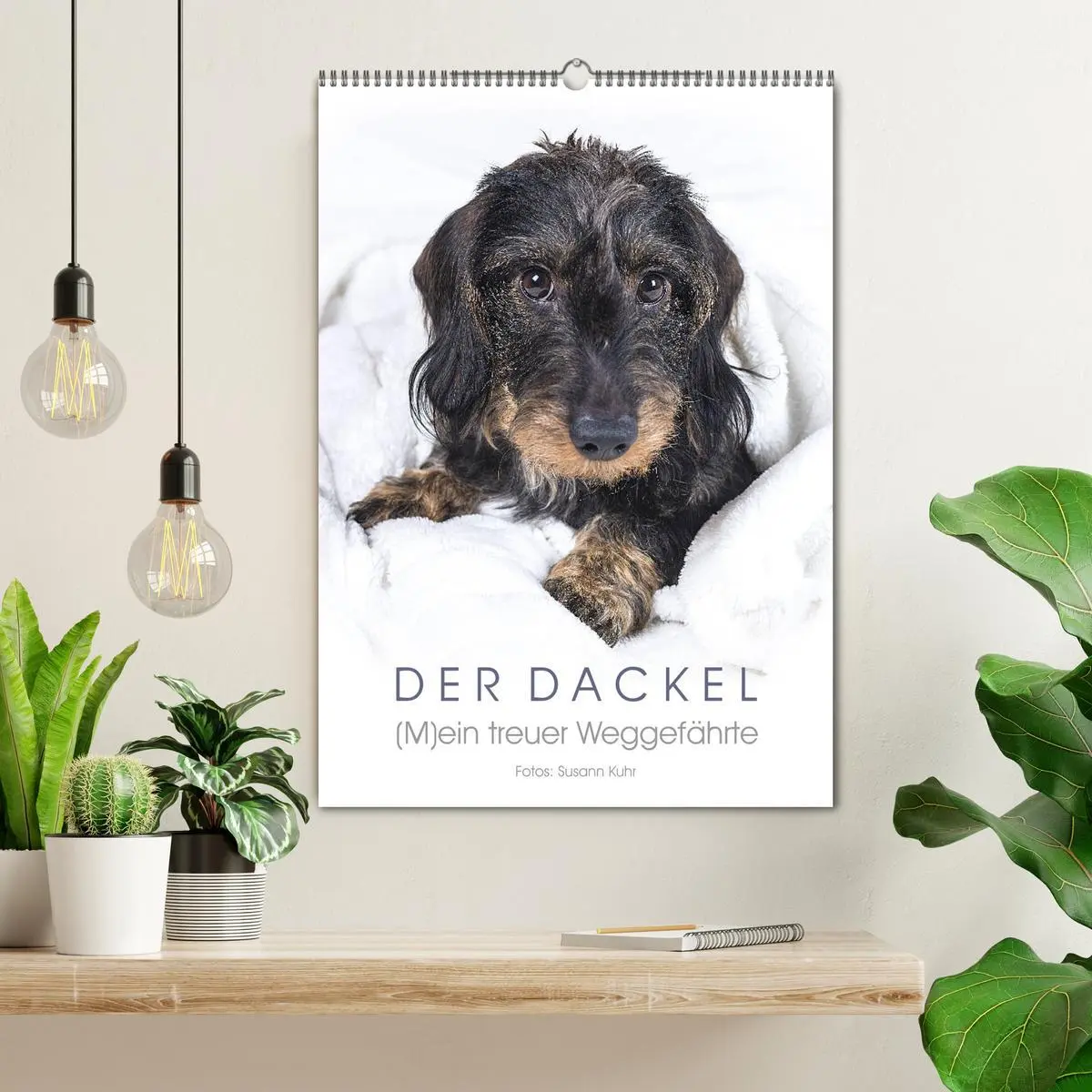 Bild: 9783516407938 | Der Dackel (M)ein treuer Weggefährte (Wandkalender 2026 DIN A2...