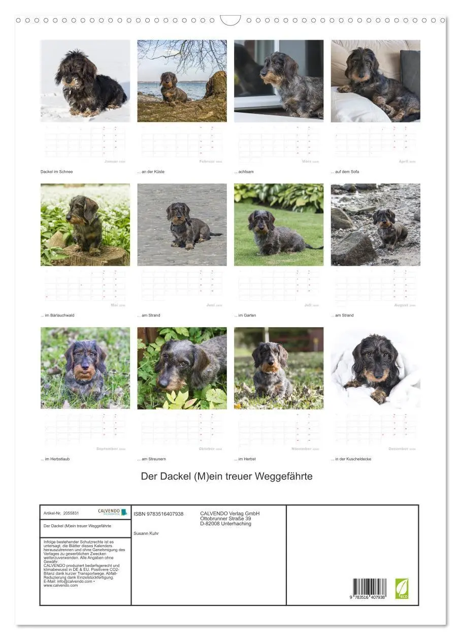 Bild: 9783516407938 | Der Dackel (M)ein treuer Weggefährte (Wandkalender 2026 DIN A2...