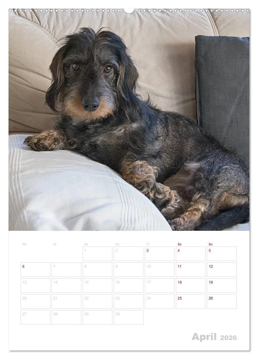 Bild: 9783516407938 | Der Dackel (M)ein treuer Weggefährte (Wandkalender 2026 DIN A2...
