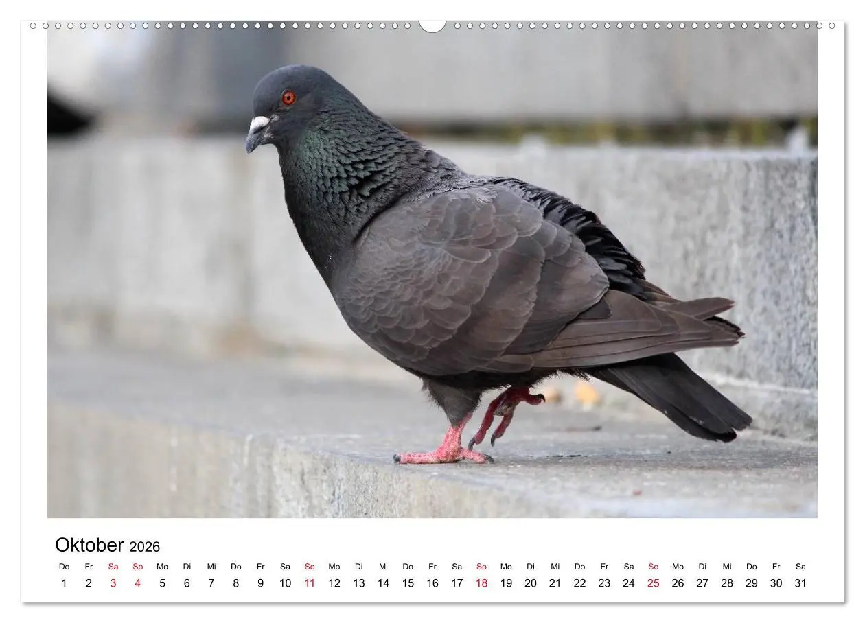 Bild: 9783516158038 | Geliebte Tauben (hochwertiger Premium Wandkalender 2026 DIN A2...