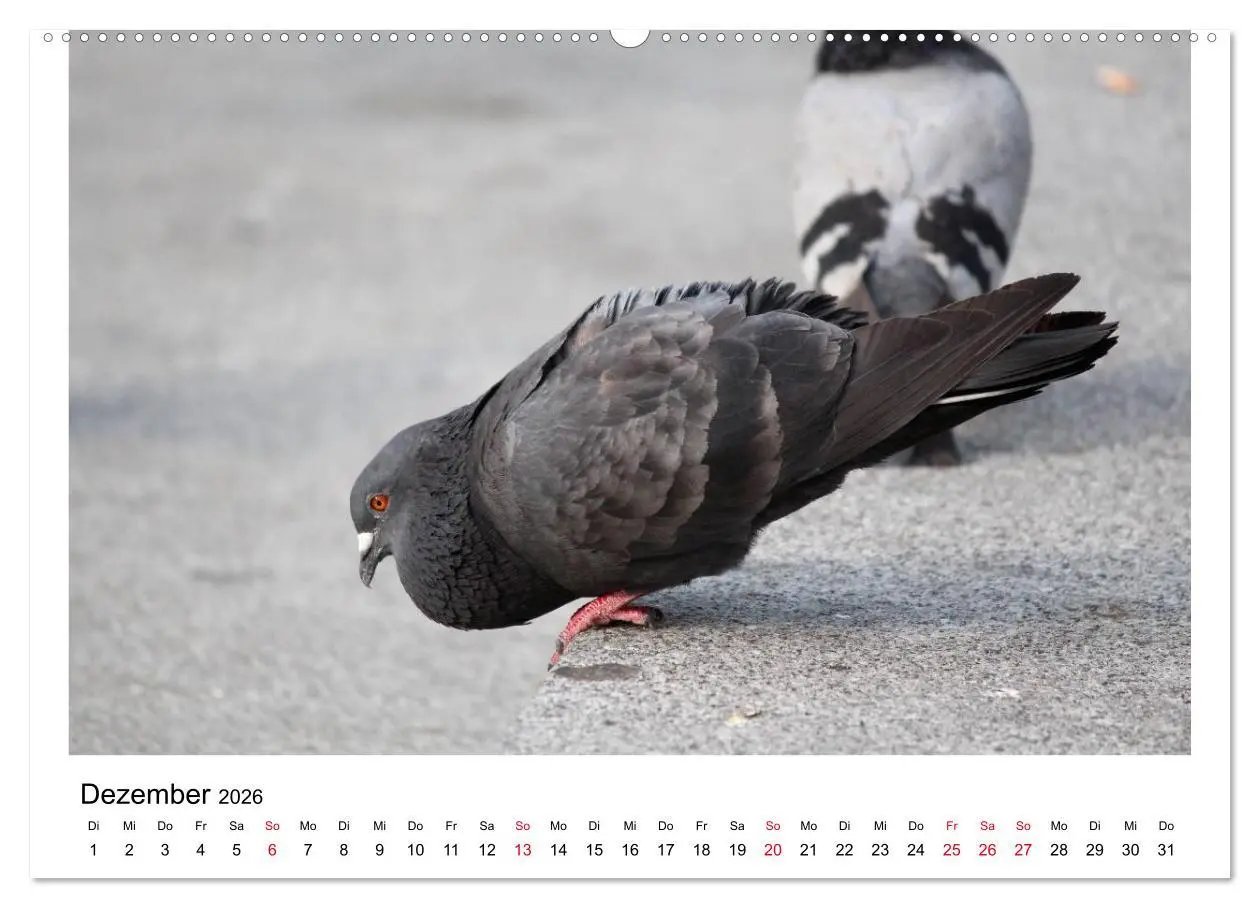 Bild: 9783516158038 | Geliebte Tauben (hochwertiger Premium Wandkalender 2026 DIN A2...