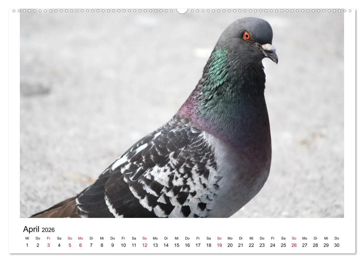 Bild: 9783516158038 | Geliebte Tauben (hochwertiger Premium Wandkalender 2026 DIN A2...