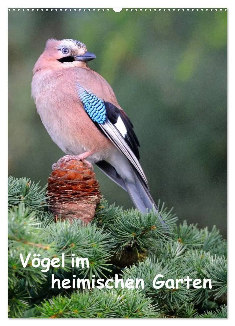 Cover: 9783516448238 | Vögel im heimischen Garten (Wandkalender 2026 DIN A2 hoch),...