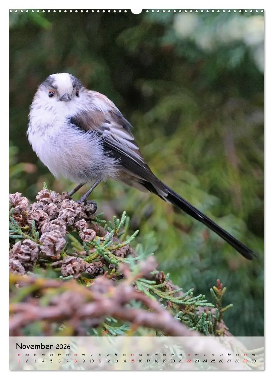Bild: 9783516448238 | Vögel im heimischen Garten (Wandkalender 2026 DIN A2 hoch),...