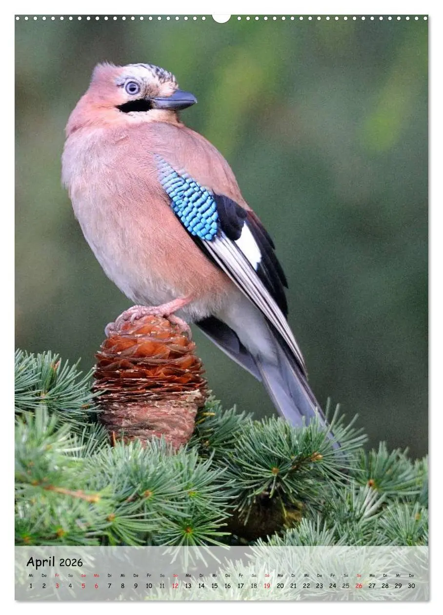 Bild: 9783516448238 | Vögel im heimischen Garten (Wandkalender 2026 DIN A2 hoch),...