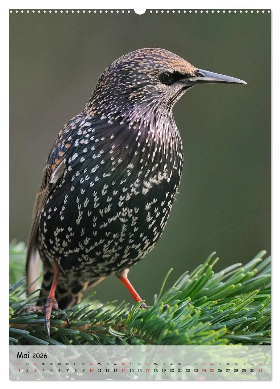 Bild: 9783516448238 | Vögel im heimischen Garten (Wandkalender 2026 DIN A2 hoch),...