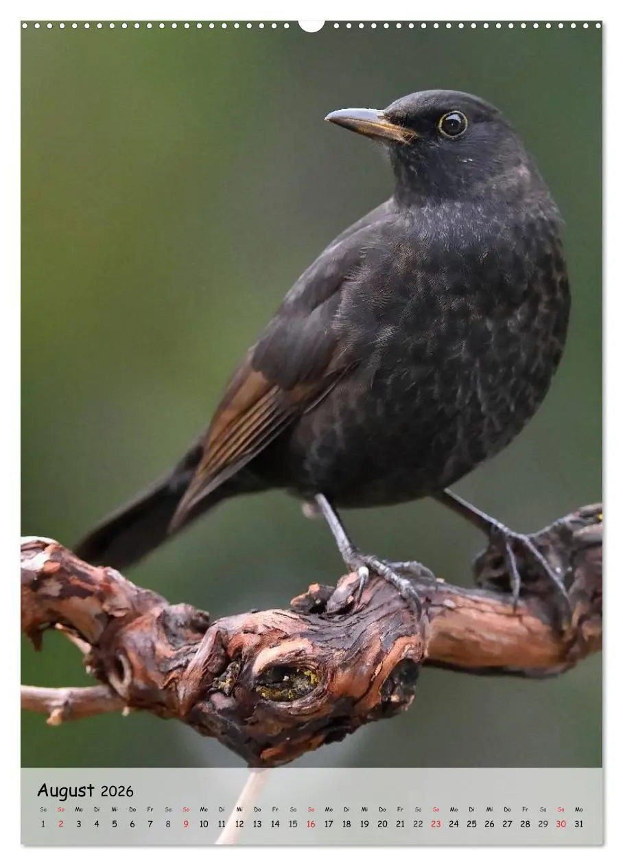 Bild: 9783516448238 | Vögel im heimischen Garten (Wandkalender 2026 DIN A2 hoch),...