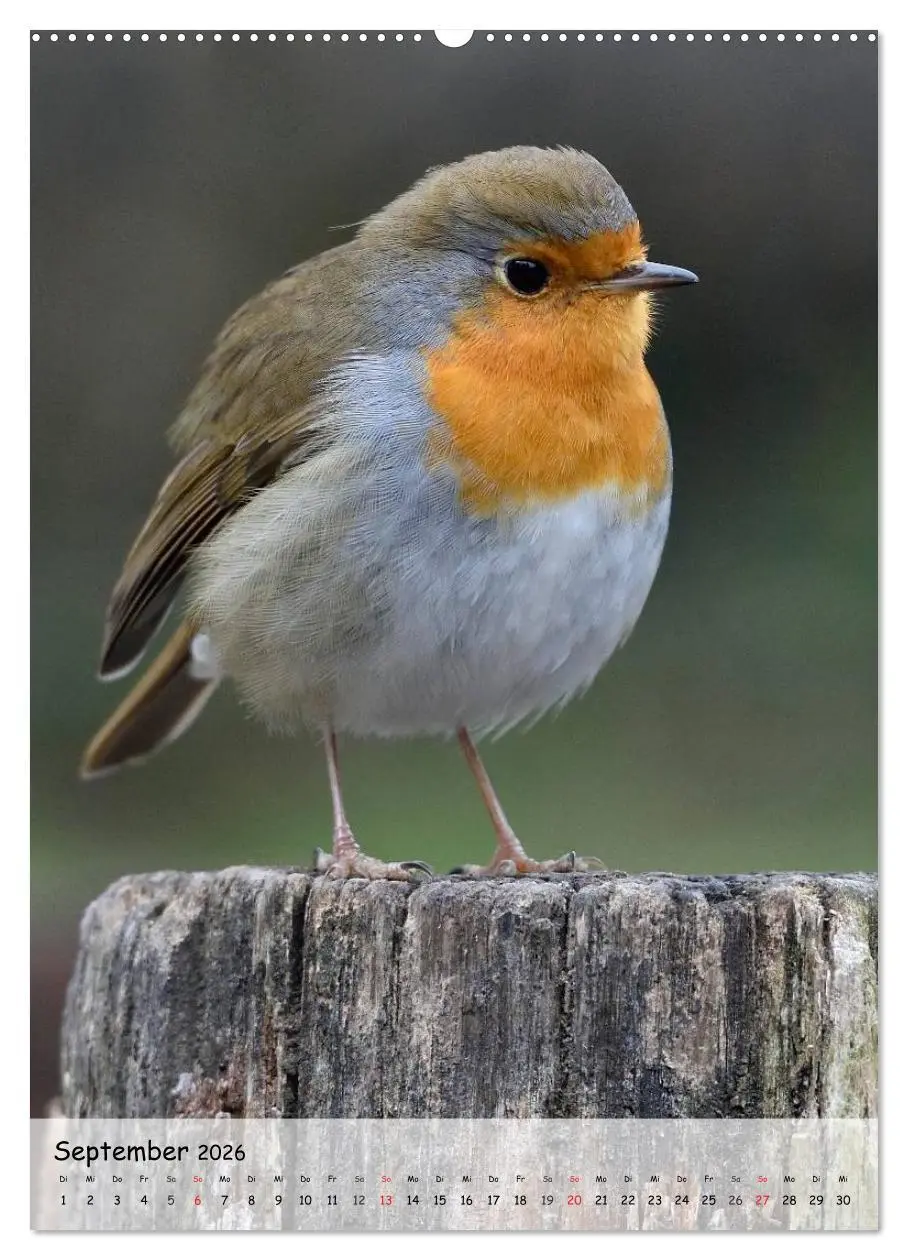 Bild: 9783516448238 | Vögel im heimischen Garten (Wandkalender 2026 DIN A2 hoch),...