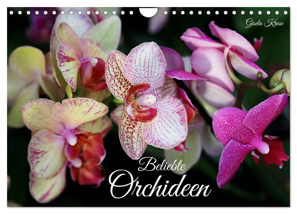 Cover: 9783457348338 | Beliebte Orchideen (Wandkalender 2026 DIN A4 quer), CALVENDO...