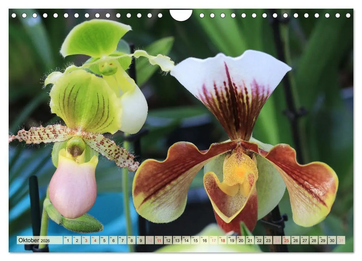 Bild: 9783457348338 | Beliebte Orchideen (Wandkalender 2026 DIN A4 quer), CALVENDO...
