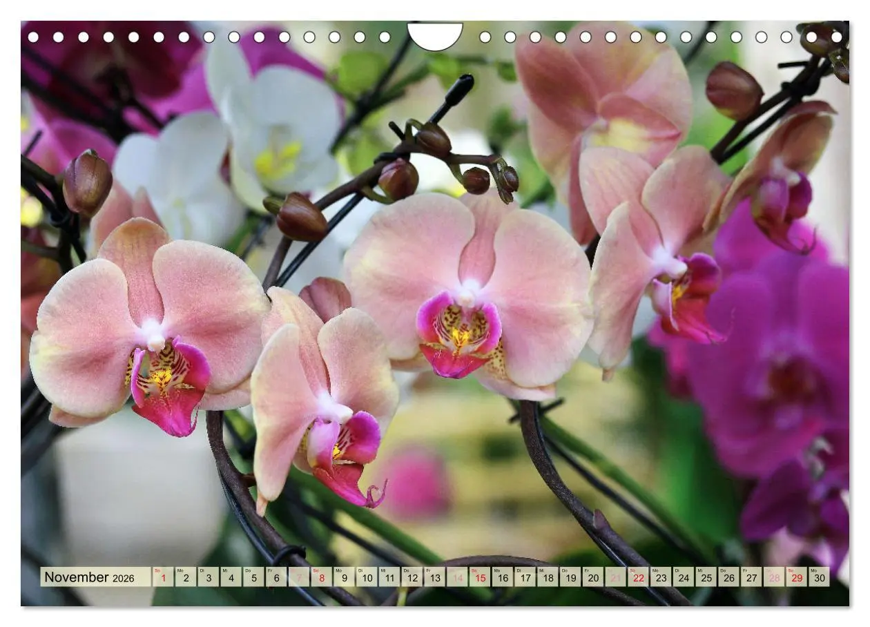 Bild: 9783457348338 | Beliebte Orchideen (Wandkalender 2026 DIN A4 quer), CALVENDO...