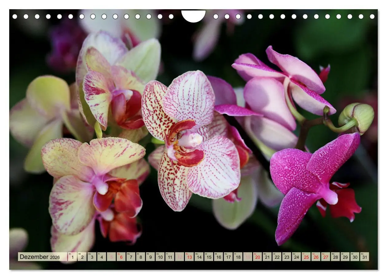 Bild: 9783457348338 | Beliebte Orchideen (Wandkalender 2026 DIN A4 quer), CALVENDO...
