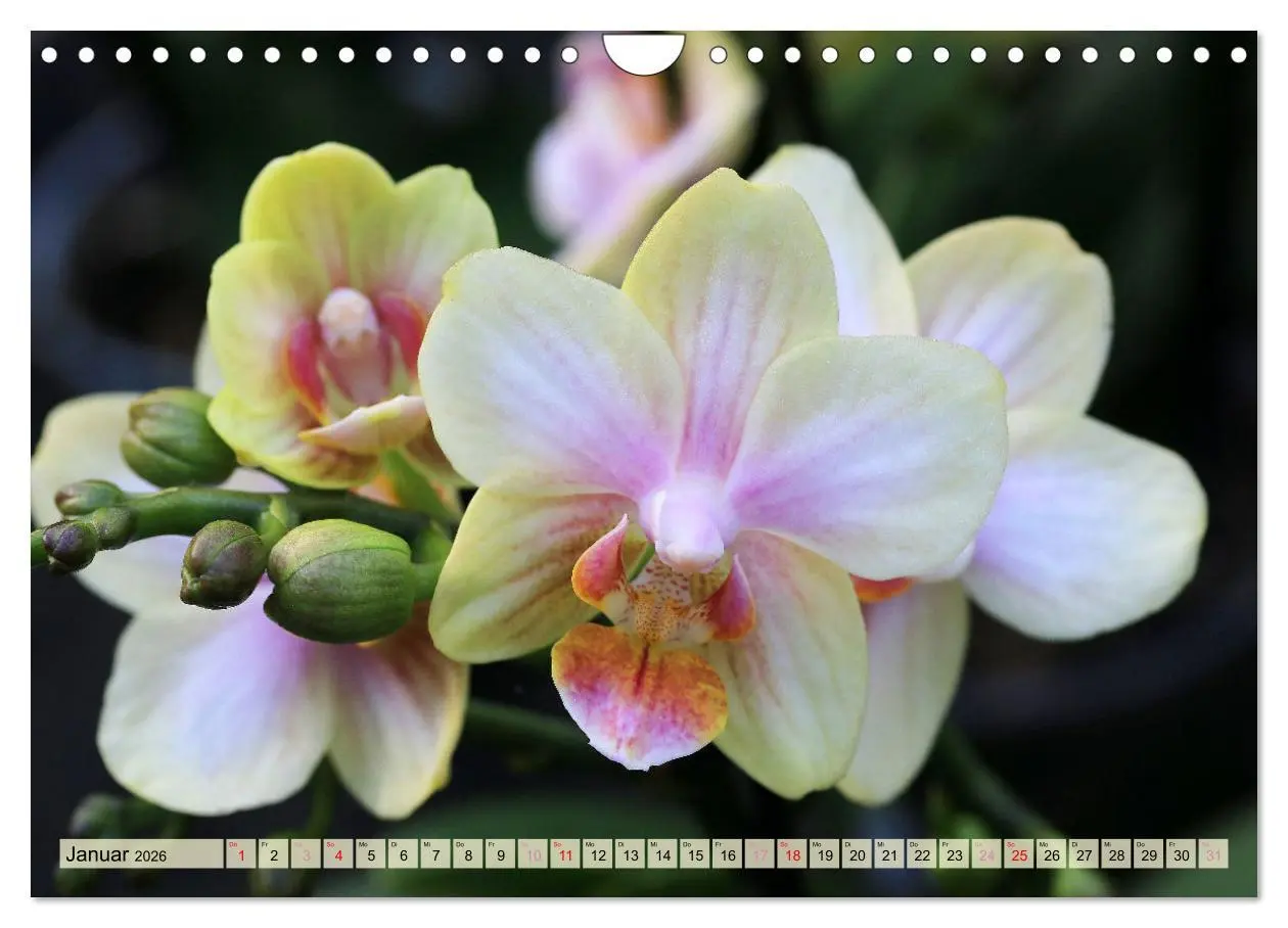 Bild: 9783457348338 | Beliebte Orchideen (Wandkalender 2026 DIN A4 quer), CALVENDO...