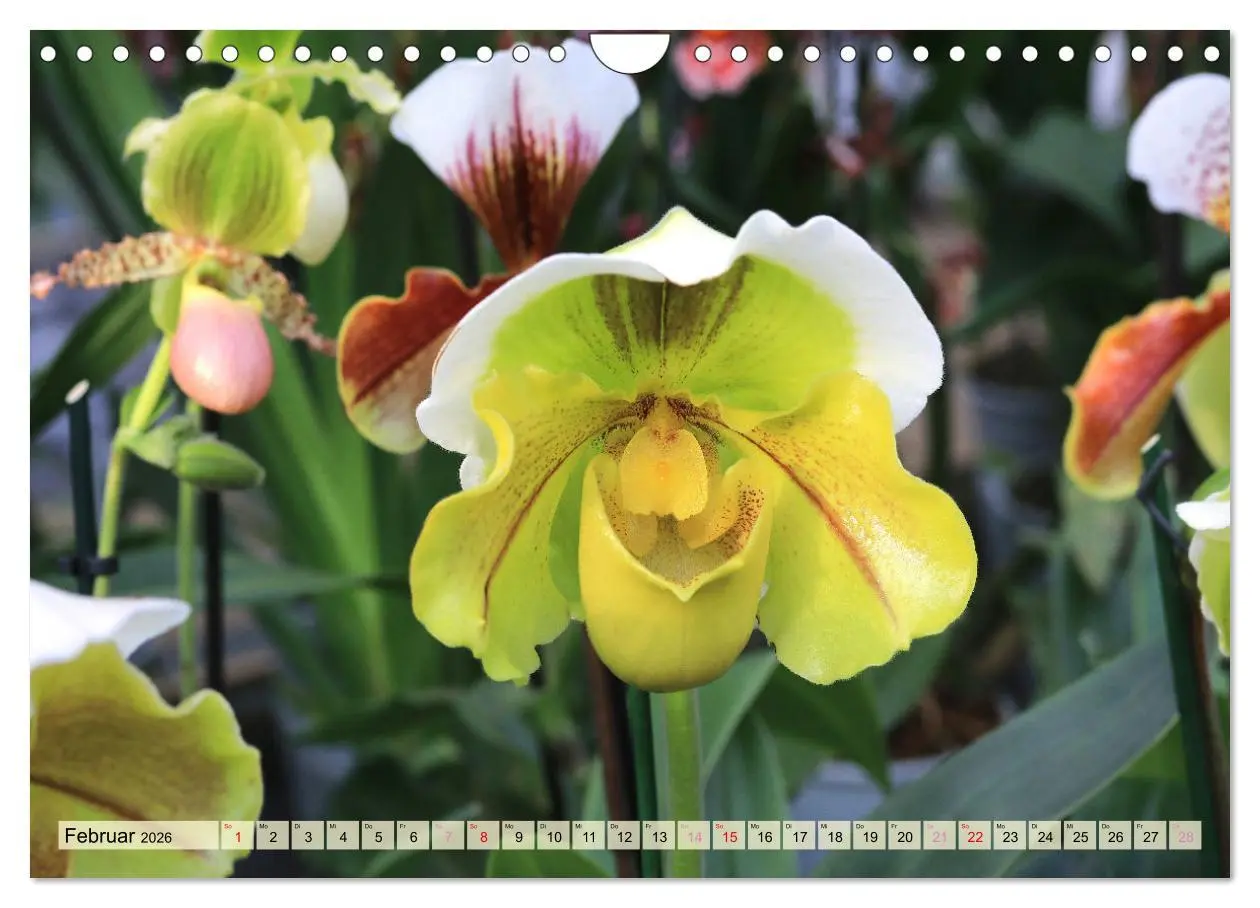 Bild: 9783457348338 | Beliebte Orchideen (Wandkalender 2026 DIN A4 quer), CALVENDO...