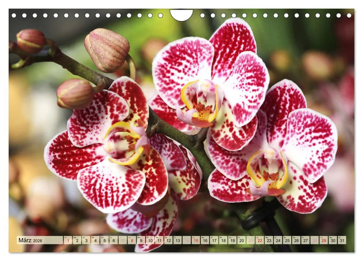 Bild: 9783457348338 | Beliebte Orchideen (Wandkalender 2026 DIN A4 quer), CALVENDO...