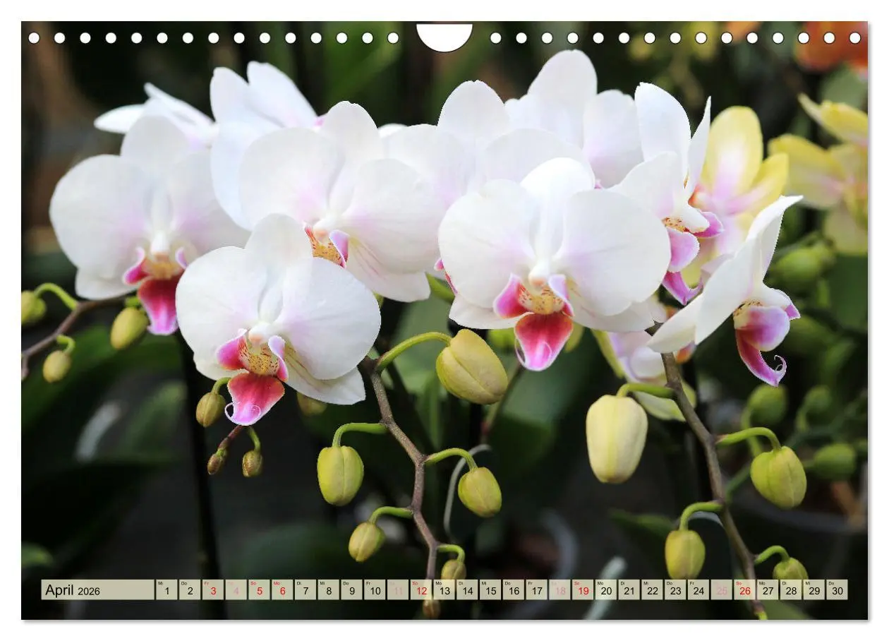 Bild: 9783457348338 | Beliebte Orchideen (Wandkalender 2026 DIN A4 quer), CALVENDO...