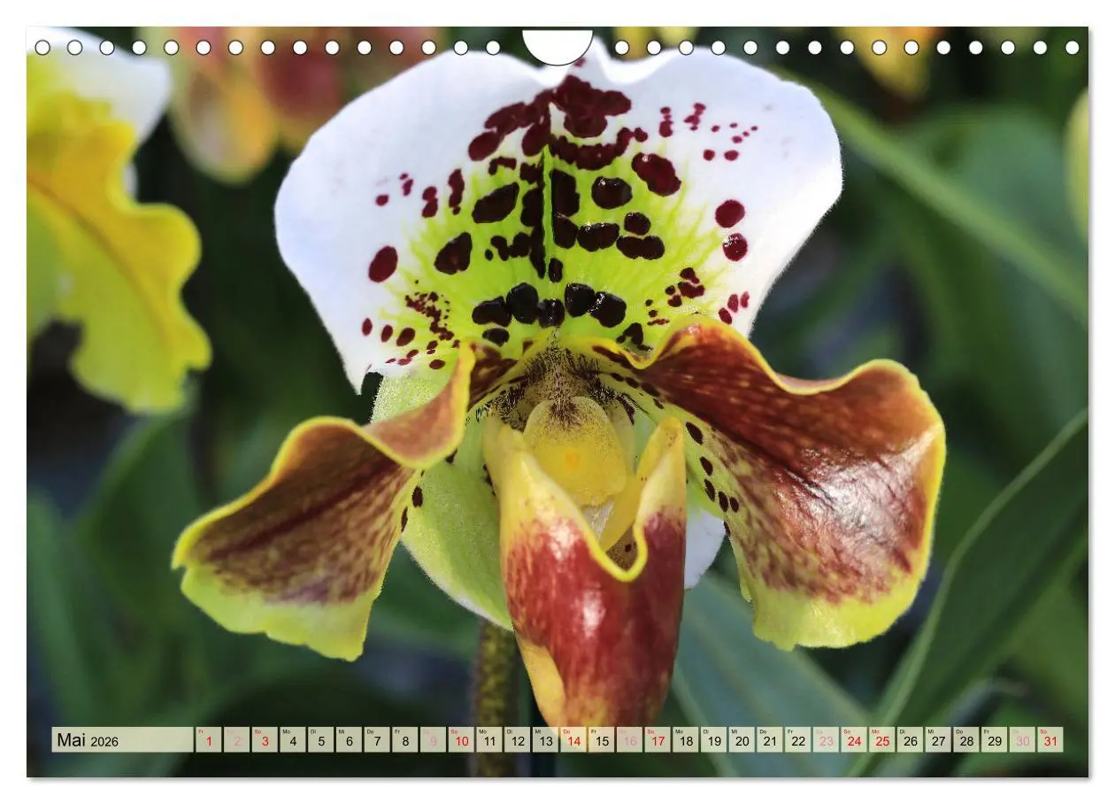 Bild: 9783457348338 | Beliebte Orchideen (Wandkalender 2026 DIN A4 quer), CALVENDO...