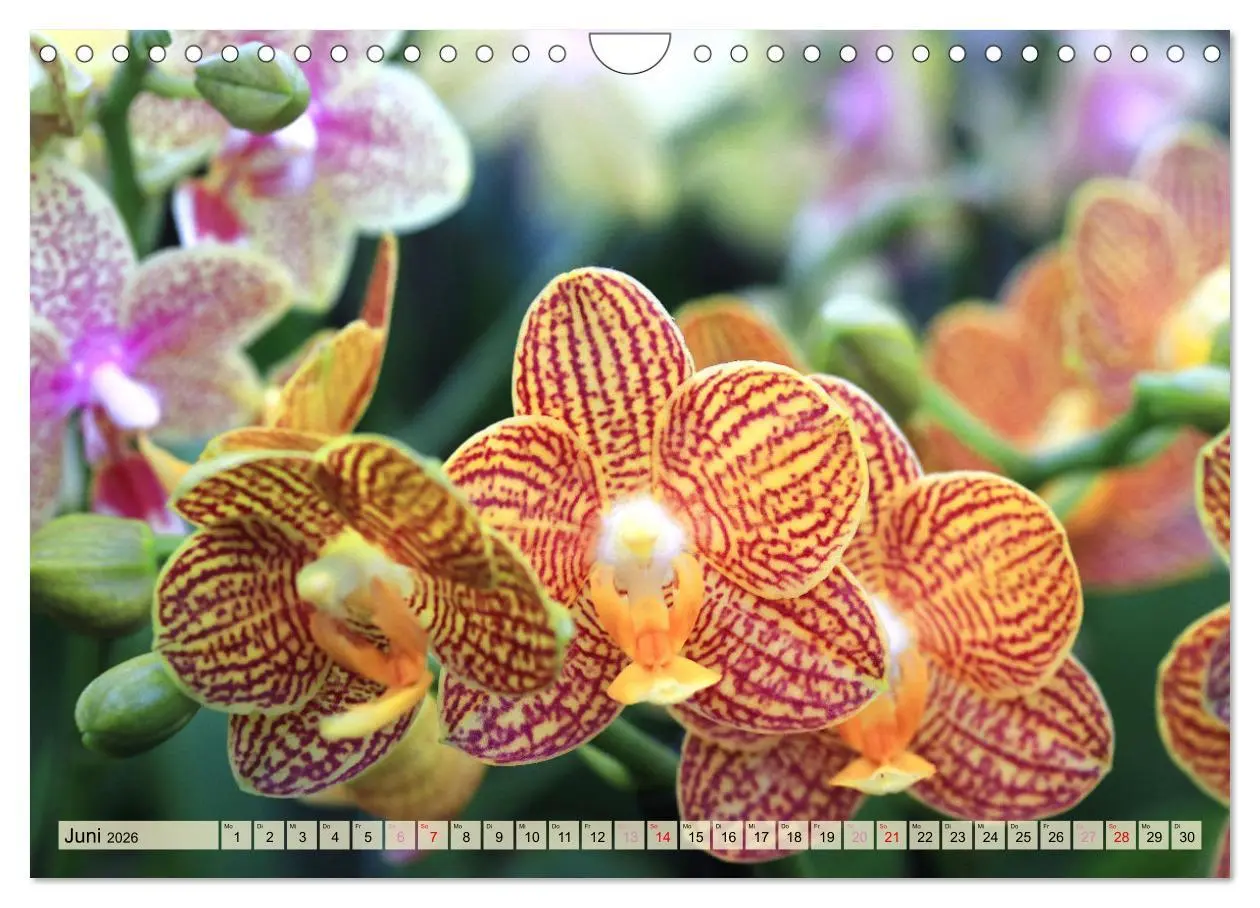 Bild: 9783457348338 | Beliebte Orchideen (Wandkalender 2026 DIN A4 quer), CALVENDO...