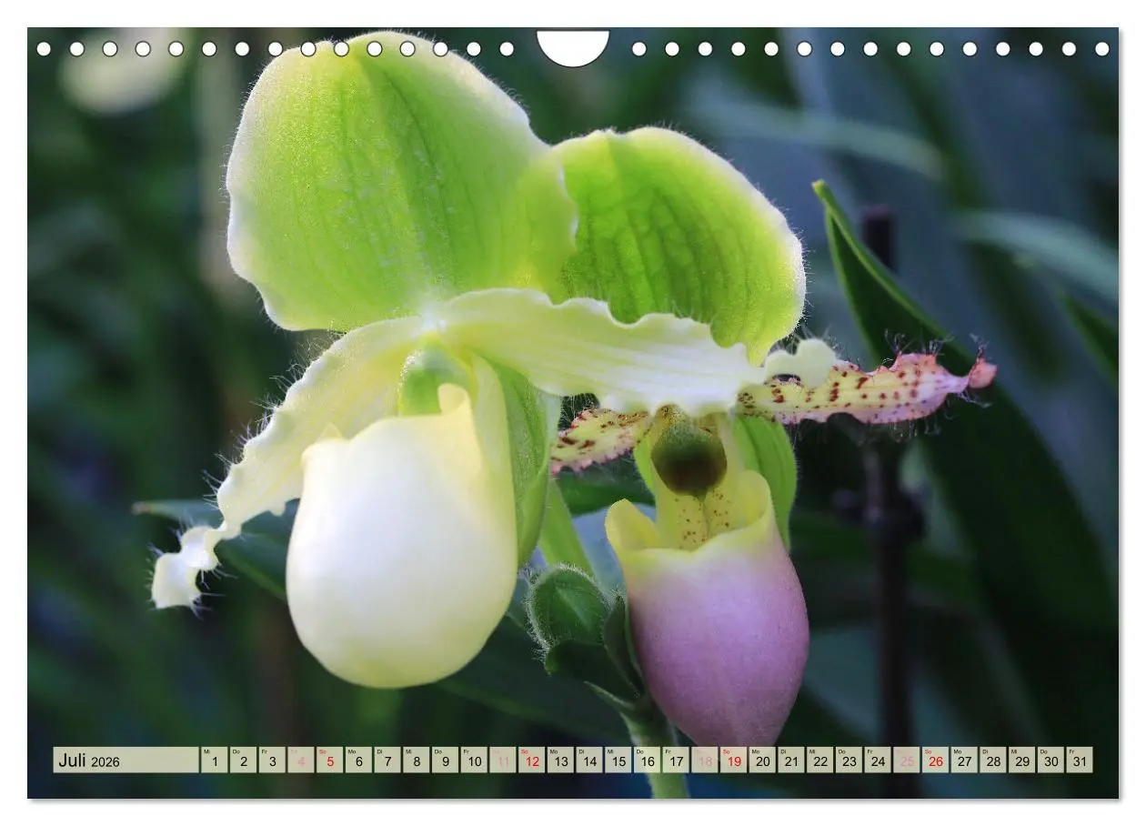 Bild: 9783457348338 | Beliebte Orchideen (Wandkalender 2026 DIN A4 quer), CALVENDO...