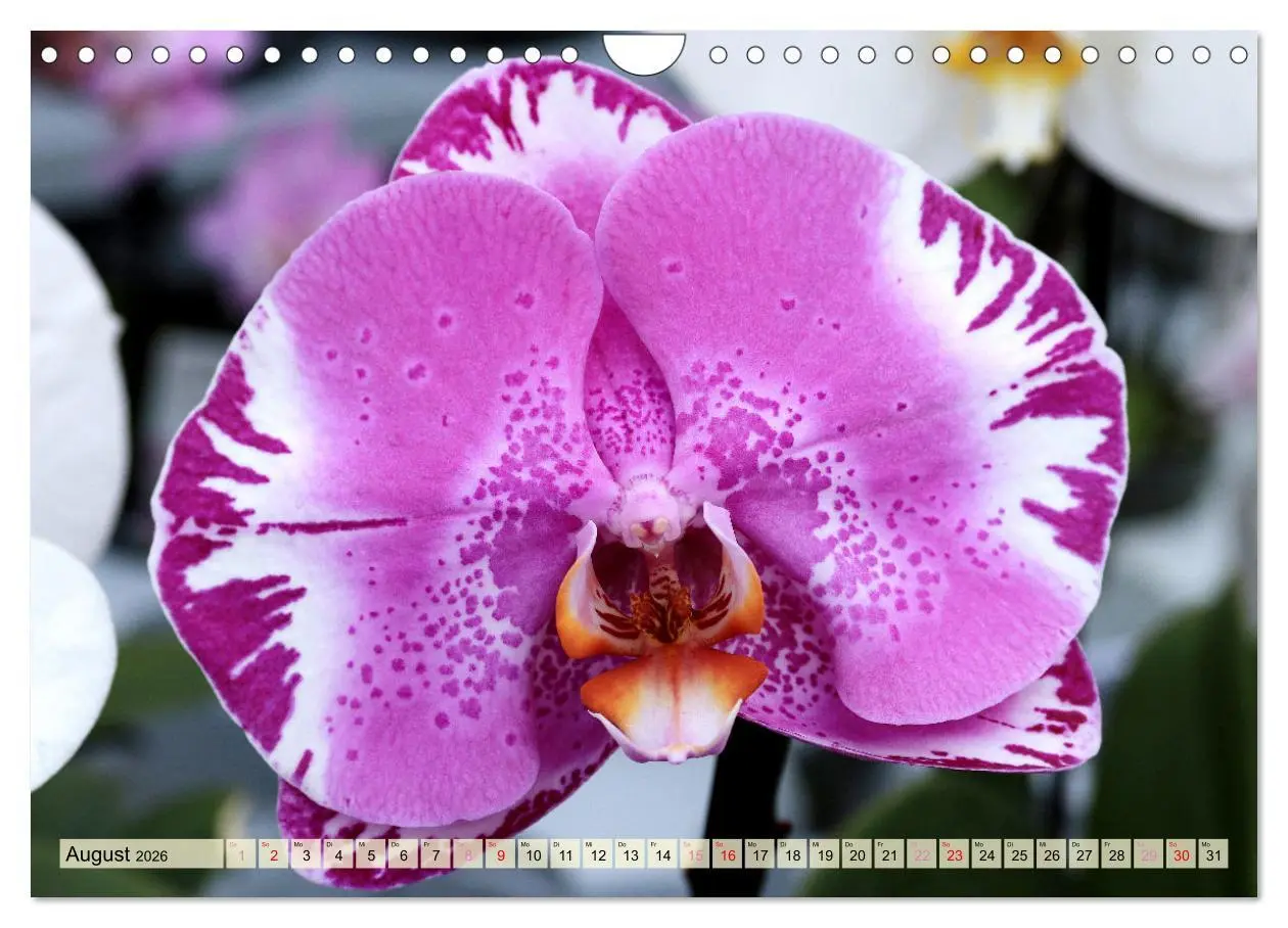 Bild: 9783457348338 | Beliebte Orchideen (Wandkalender 2026 DIN A4 quer), CALVENDO...