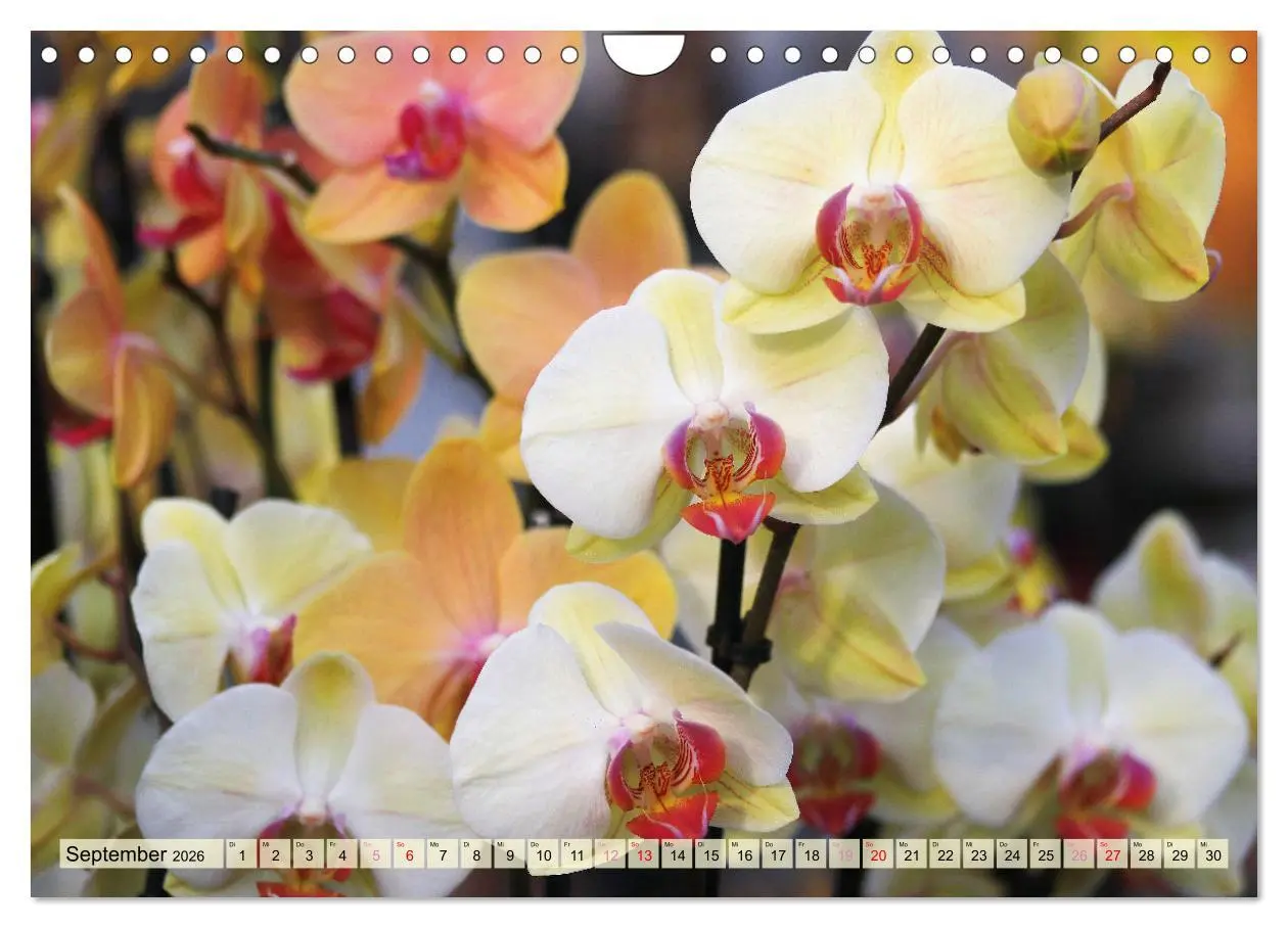 Bild: 9783457348338 | Beliebte Orchideen (Wandkalender 2026 DIN A4 quer), CALVENDO...