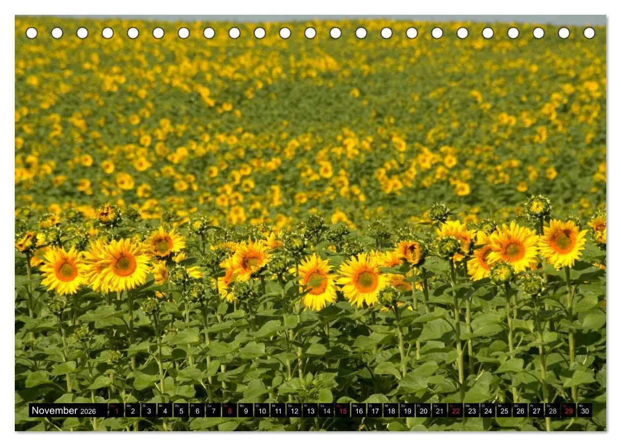 Bild: 9783516128338 | Zeit für Sonnenblumen (Tischkalender 2026 DIN A5 quer), CALVENDO...
