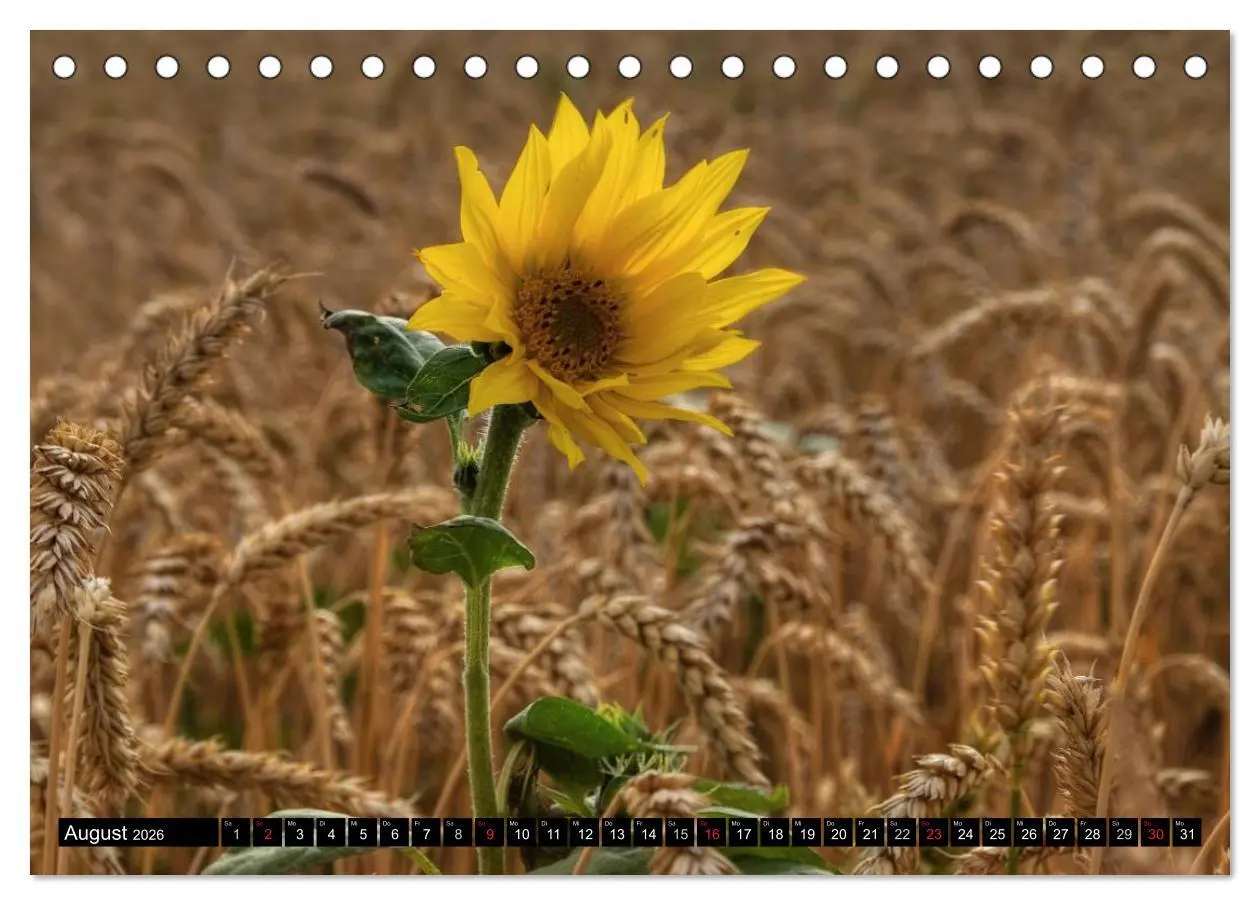 Bild: 9783516128338 | Zeit für Sonnenblumen (Tischkalender 2026 DIN A5 quer), CALVENDO...