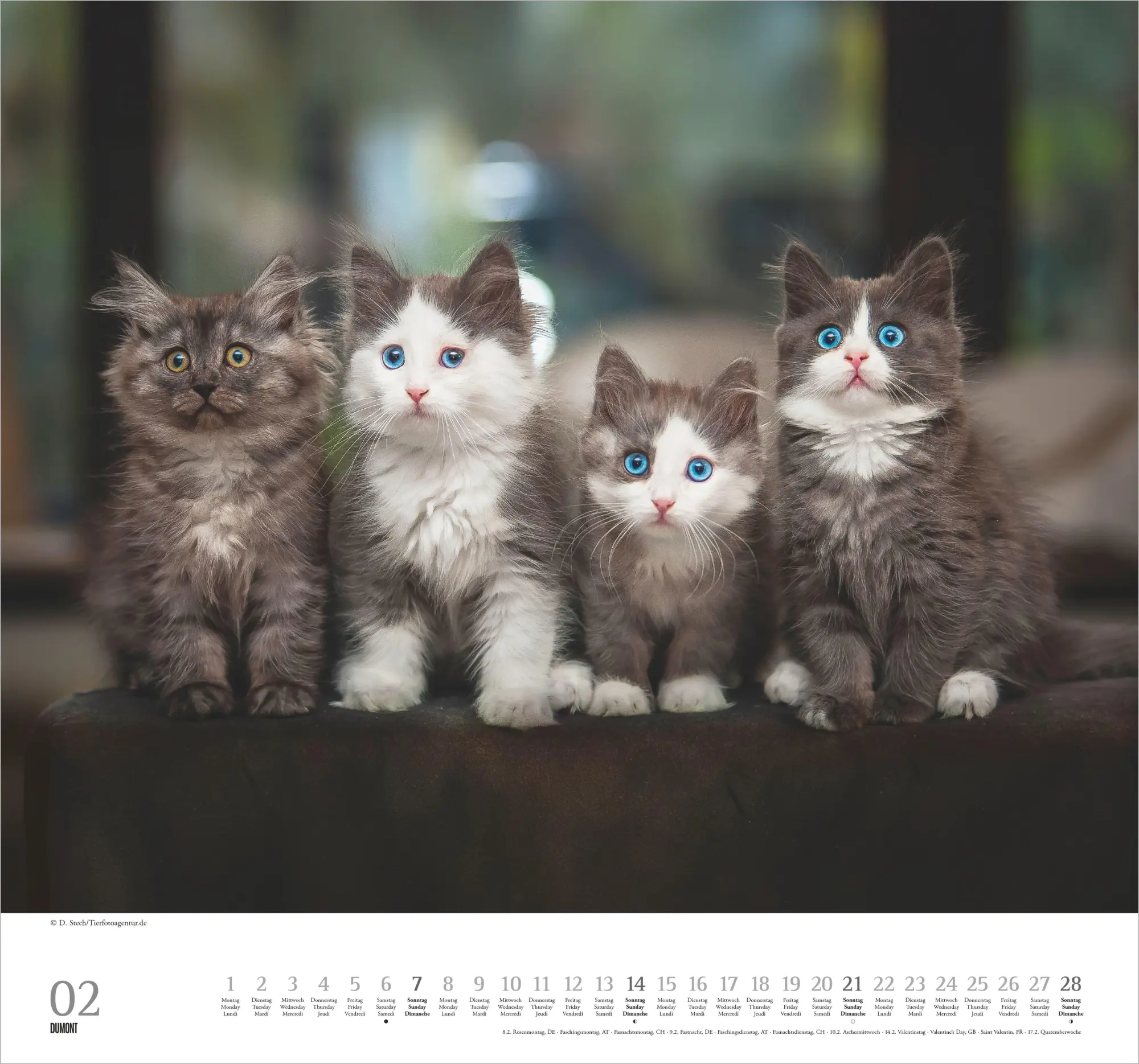 Bild: 4069095018938 | Geliebte Stubentiger 2027 | Neumann Verlage GmbH &amp; Co KG | Kalender