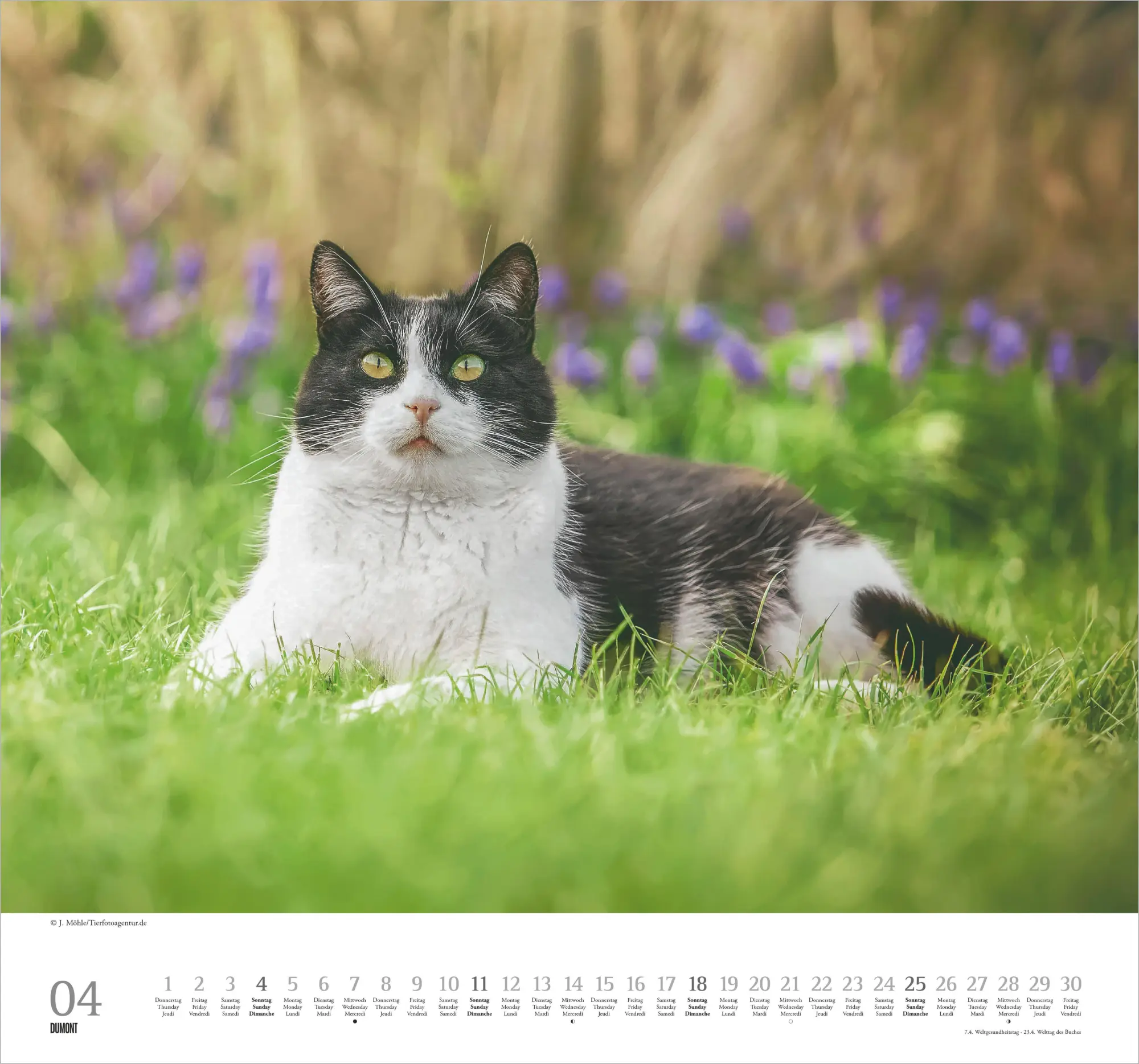 Bild: 4069095018938 | Geliebte Stubentiger 2027 | Neumann Verlage GmbH &amp; Co KG | Kalender