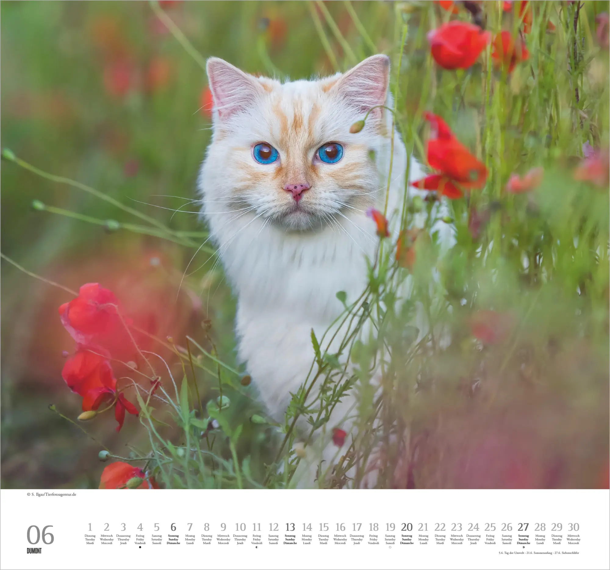 Bild: 4069095018938 | Geliebte Stubentiger 2027 | Neumann Verlage GmbH &amp; Co KG | Kalender