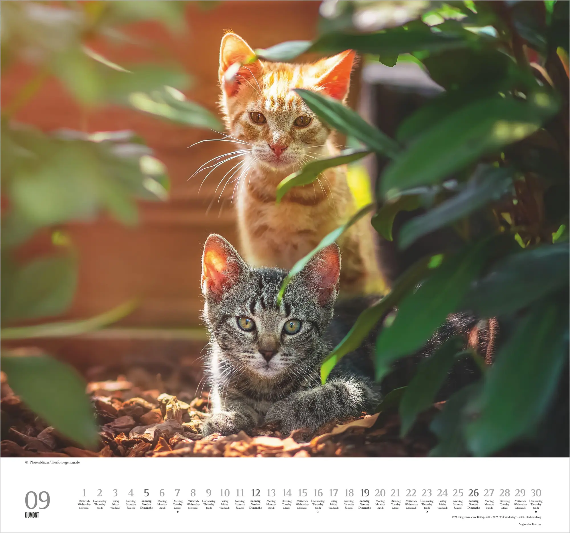 Bild: 4069095018938 | Geliebte Stubentiger 2027 | Neumann Verlage GmbH &amp; Co KG | Kalender