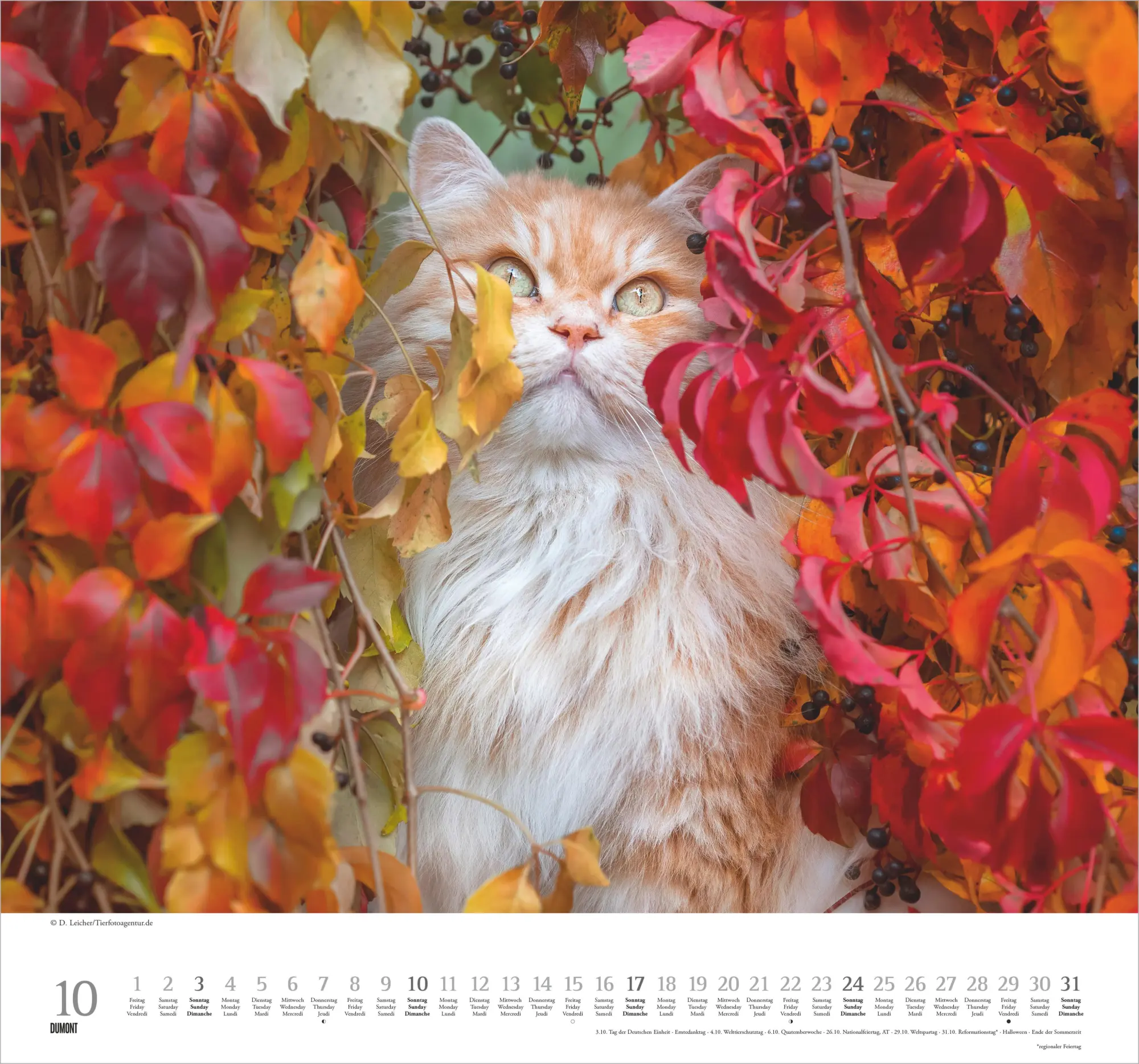 Bild: 4069095018938 | Geliebte Stubentiger 2027 | Neumann Verlage GmbH &amp; Co KG | Kalender