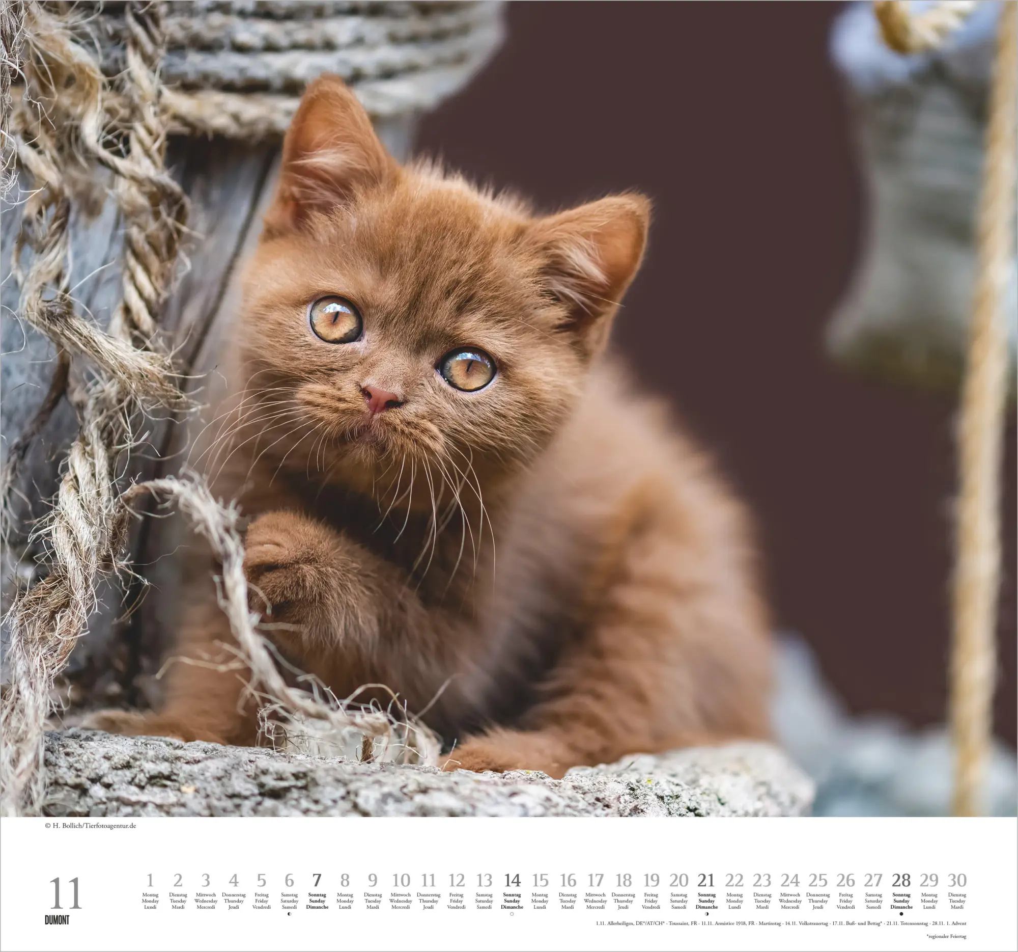 Bild: 4069095018938 | Geliebte Stubentiger 2027 | Neumann Verlage GmbH &amp; Co KG | Kalender