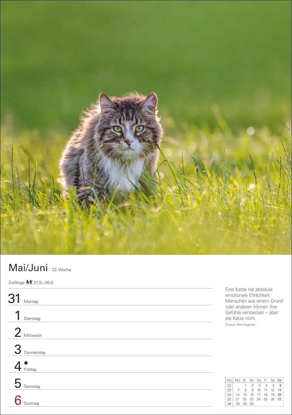 Bild: 9783840038938 | Katzen Wochenplaner 2027 - 53 faszinierende Fotografien | Huhnold