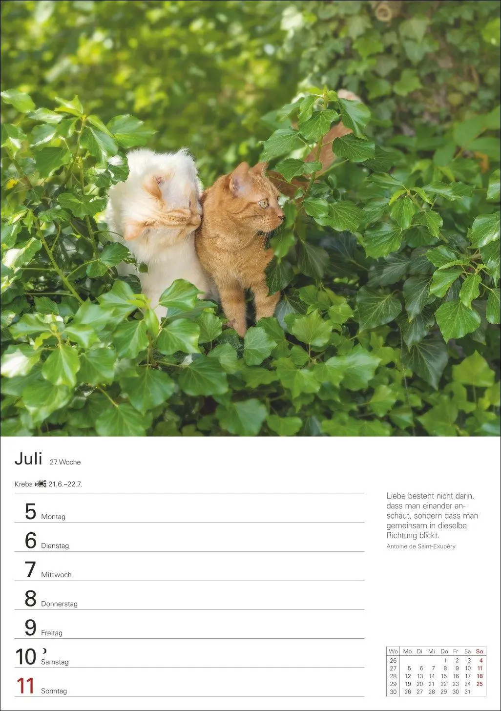Bild: 9783840038938 | Katzen Wochenplaner 2027 - 53 faszinierende Fotografien | Huhnold
