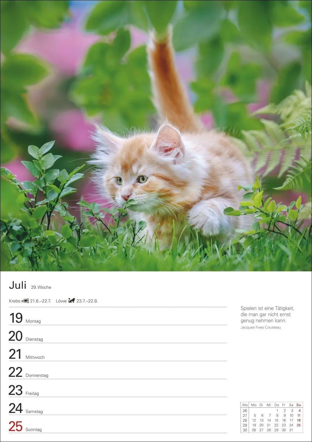 Bild: 9783840038938 | Katzen Wochenplaner 2027 - 53 faszinierende Fotografien | Huhnold