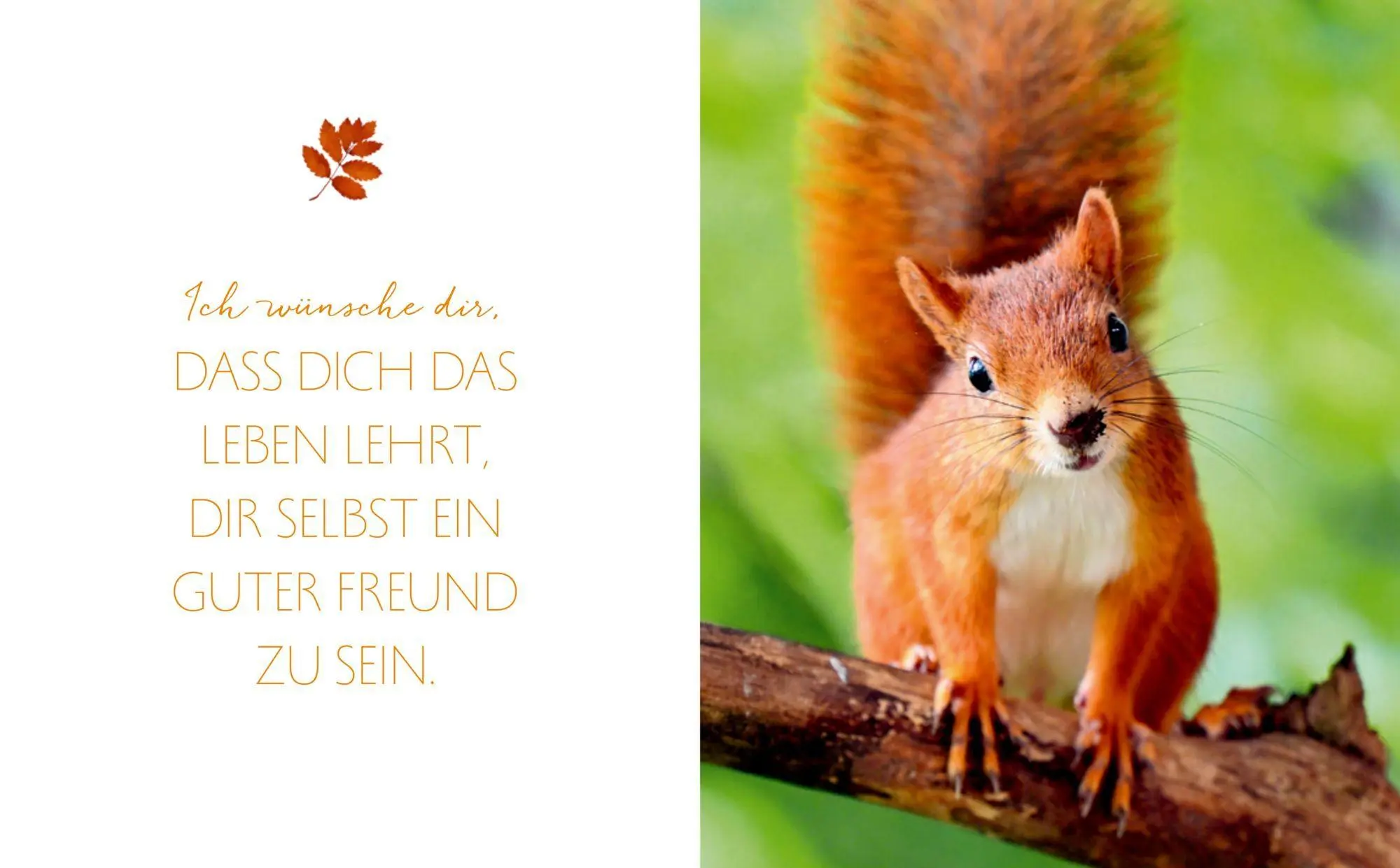 Bild: 9783649649038 | Das Glück aller Kleeblätter sei mit dir | Irische Segenswünsche | Buch