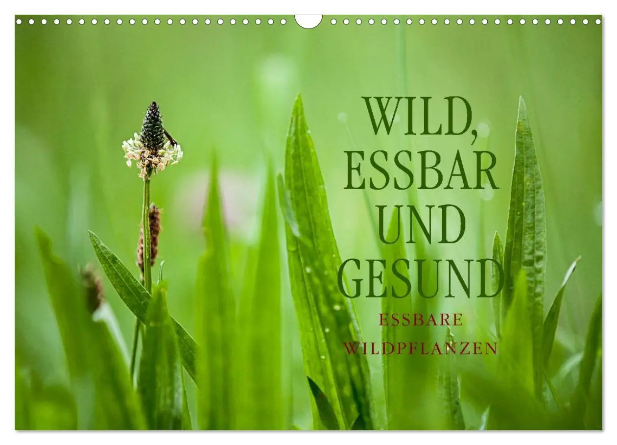 Cover: 9783516119138 | WILD, ESSBAR UND GESUND Essbare Wildpflanzen (Wandkalender 2026 DIN...