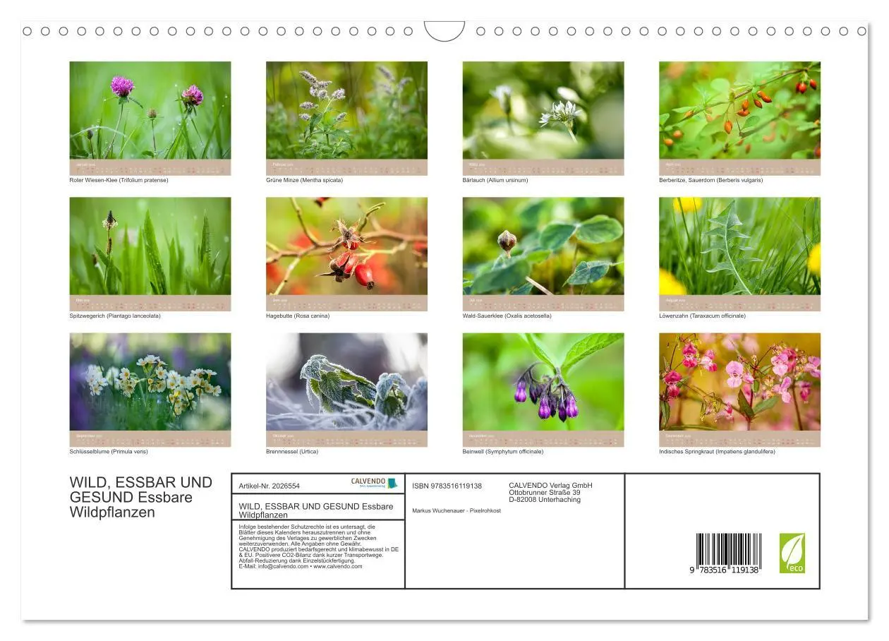 Bild: 9783516119138 | WILD, ESSBAR UND GESUND Essbare Wildpflanzen (Wandkalender 2026 DIN...