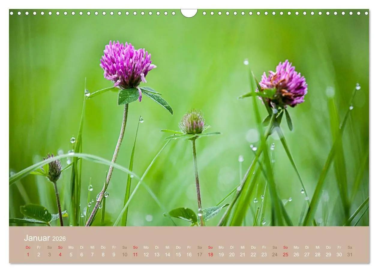Bild: 9783516119138 | WILD, ESSBAR UND GESUND Essbare Wildpflanzen (Wandkalender 2026 DIN...