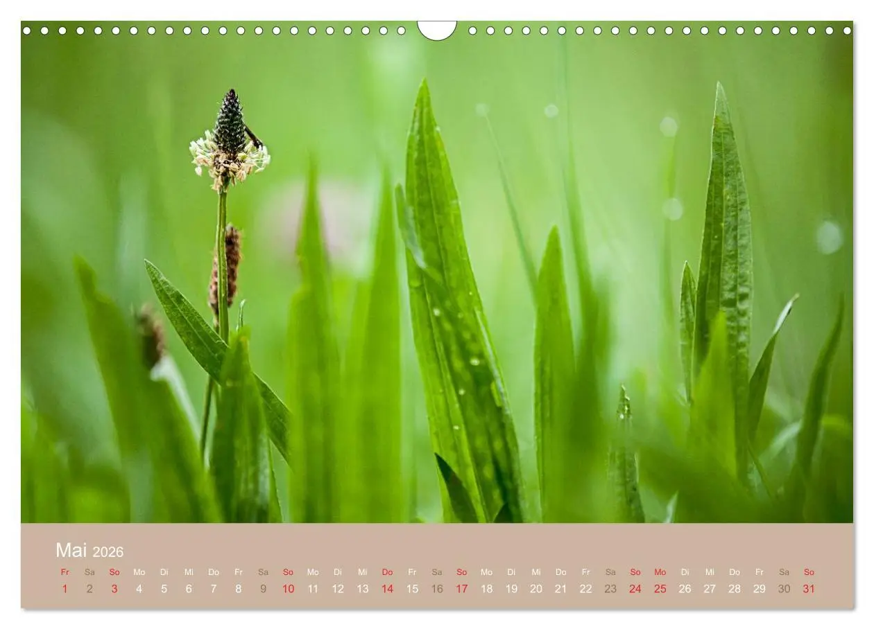 Bild: 9783516119138 | WILD, ESSBAR UND GESUND Essbare Wildpflanzen (Wandkalender 2026 DIN...